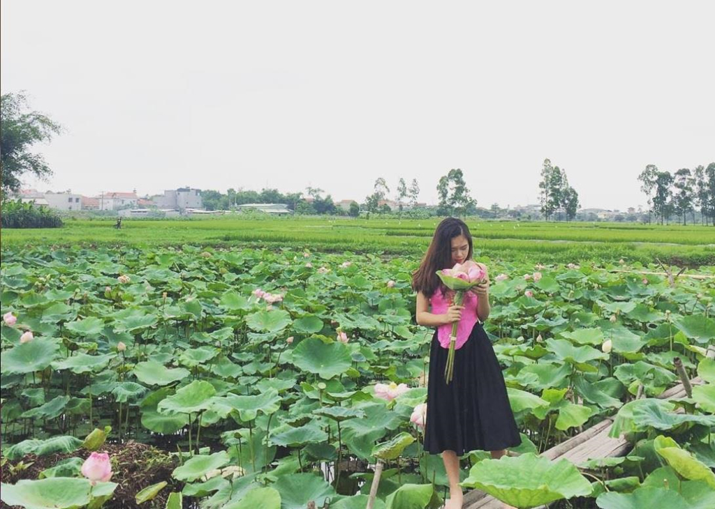 4. Đầm sen Ninh Sở: Đầm sen Ninh Sở nằm ở thôn Ninh Xá, xã Ninh Sở, huyện Thường Tín. Điểm nhấn của đầm sen nằm ở chỗ chủ nhân nơi đây đã sưu tầm các giống sen quý và đẹp nhất, nhân giống tại đây. Bởi vậy, đầm sen không chỉ thu hút khách tham quan bởi vẻ đẹp của của nó mà còn gây chú ý vì sự độc đáo cũng như kỳ công của nghệ nhân. Ảnh: D.tham310.