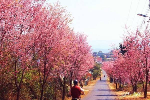 Đà Lạt tháng 1 với sắc mai anh đào
