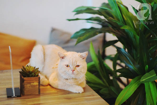 5-quan-ca-phe-an-minh-trong-hem-vua-chat-vua-dep-bat-ngo-o-sai-gon-ivivu-6 5-quan-ca-phe-an-minh-trong-hem-vua-chat-vua-dep-bat-ngo-o-sai-gon-ivivu-6