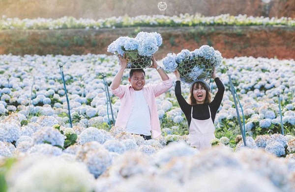 Vườn cẩm tú cầu Đà Lạt rộng lớn tại huyện Lạc Dương