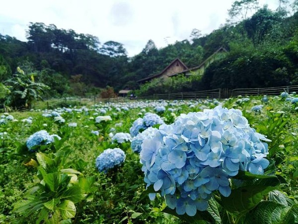Từ trung tâm Đà Lạt, bạn đi theo hướng Thung lũng Vàng hoặc Lang Biang tới đường Xô Viết Nghệ Tĩnh chạy thẳng tới ngã 3 giáo xứ Tùng Lâm, rồi theo hướng vào đường Ankroet, tiếp tục đi thẳng thêm 15 km là tới Làng Cù Lần. Vé tham quan là 60.000 đồng. Ảnh: Jjustbrama.