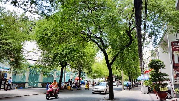 Hàng me xanh khi du lịch Sài Gòn
