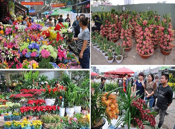 Các loài hoa khoe sắc tại chợ hoa đường Lạc Long Quân