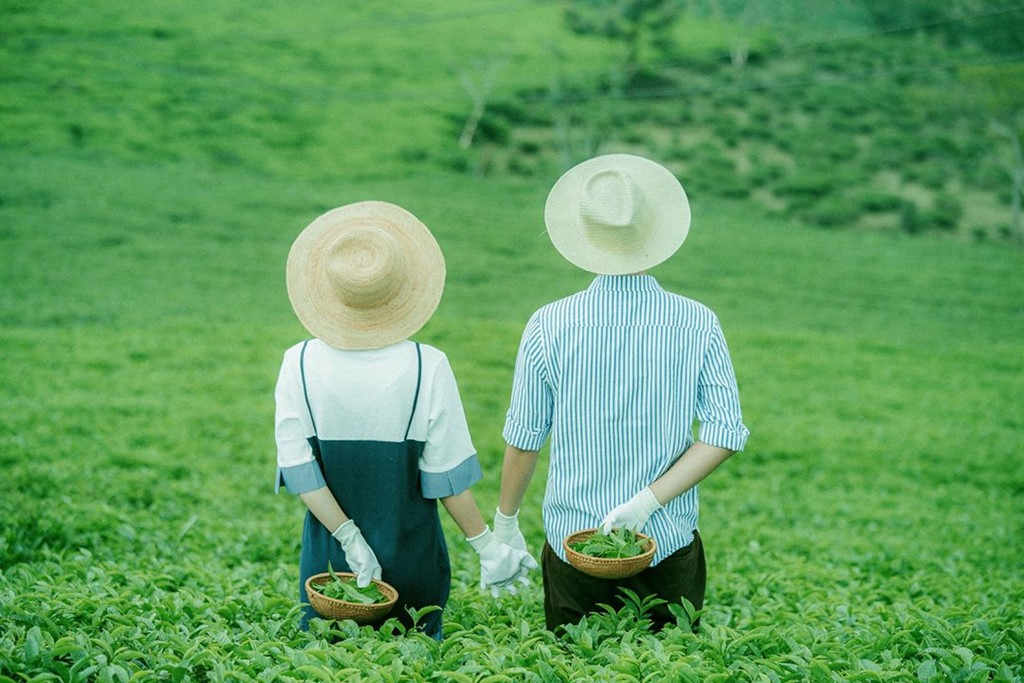 Đồi chè Cầu Đất - điểm chụp ảnh cặp đôi Đà Lạt