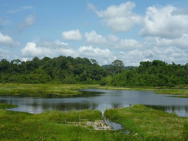 Đến Nam Cát Tiên, bạn nhớ ghé Bàu Sấu ngắm đàn cá sấu bơi lội đớp mồi. Ảnh: Phước Bình.