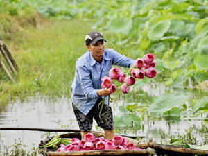 Thưởng ngoạn mùa hoa sen thơm ngát tại Tây Hồ