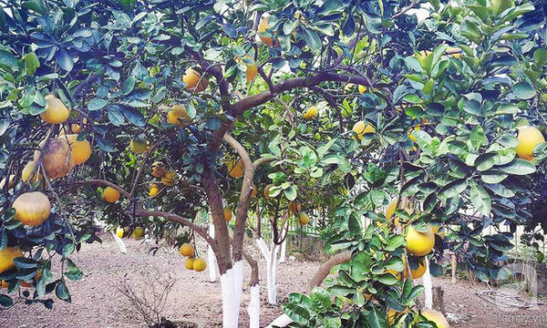 Làng bưởi Phú Diễn làng nghề Hà Nội
