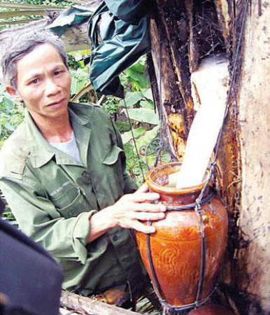 6-ruou-cay Món ngon Đắk Lắk - Rượu cây - iVIVU.com