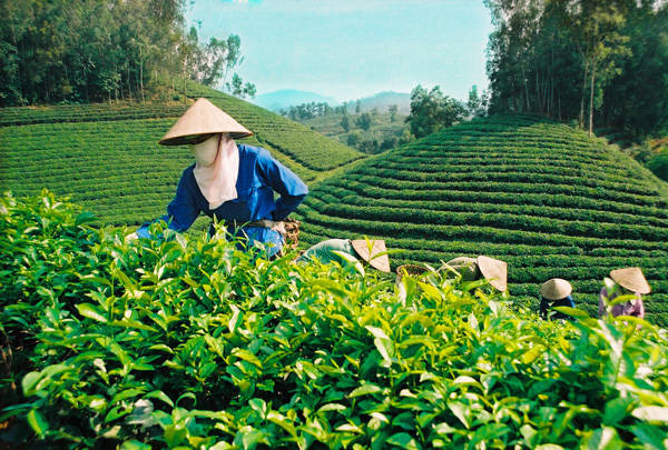 Đặc sản Thái Nguyên - Chè Tân Cương Đặc sản Thái Nguyên - Chè Tân Cương