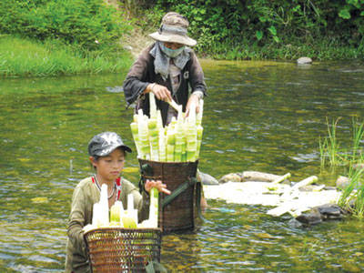 7-mang-le Món ngon Đắk Lắk - Măng le - iVIVU.com