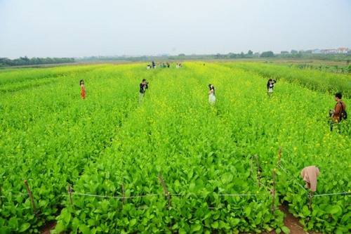 Những xe hoa cúc họa mi đặc trưng của mùa đông Hà Nội