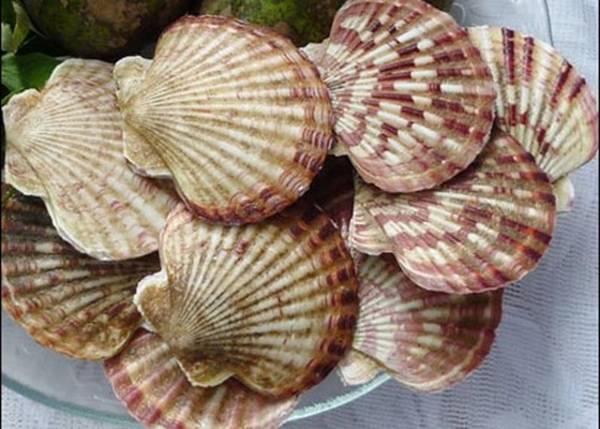 Đặc sản Nam Du sò quạt nướng mỡ hành