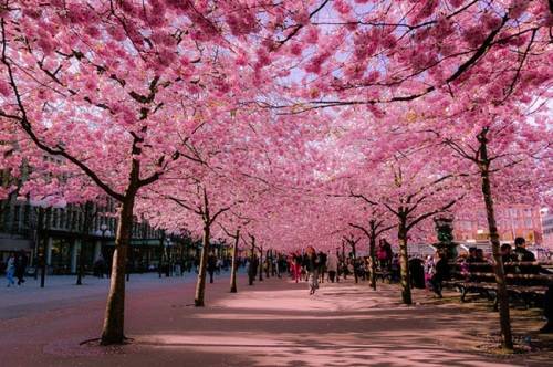 Lễ hội hoa anh đào Hạ Long - Du lịch tháng 4