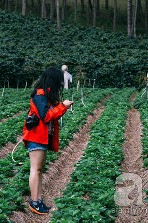 Chụp ảnh tại Đà Lạt Chụp ảnh tại Đà Lạt