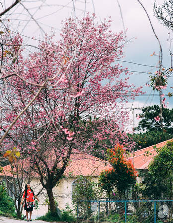 Con đường hoa mai anh đào Đà Lạt Con đường hoa mai anh đào Đà Lạt