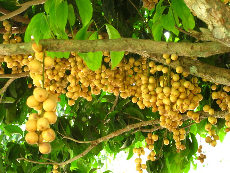 Vườn trái cây gần Sài Gòn tại Trung An Củ Chi