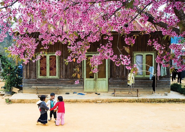 Trẻ em dân tộc K'ho vui dưới tán cây mai anh đào Đà Lạt