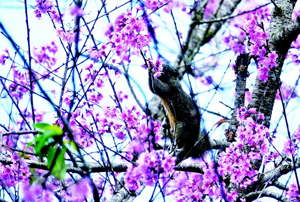 Chú sóc tinh nghịch dưới tán mai anh đào Đà Lạt