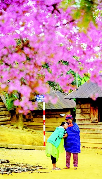 Nụ hôn Đạ Nhim bên rừng mai anh đào Đà Lạt