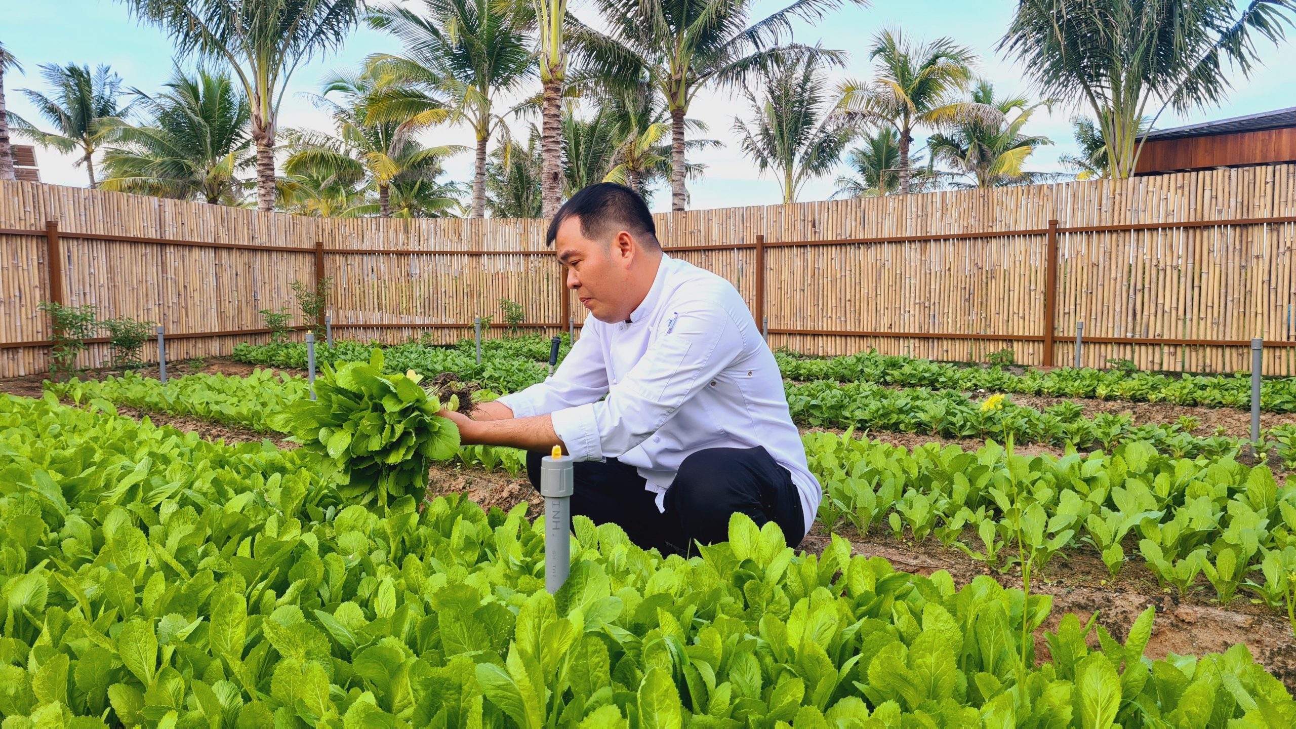 Vườn rau hữu cơ tại ALMA Cam Ranh