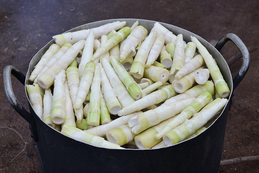 Măng chua rừng đặc sản Gia Lai