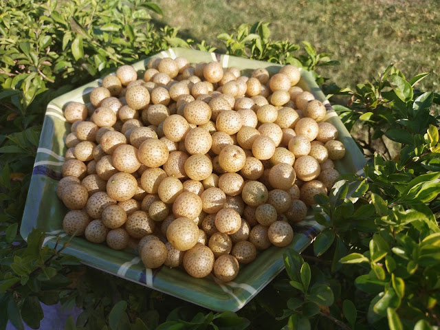 Quả và lá mắc mật – tinh hoa ẩm thực Lạng Sơn