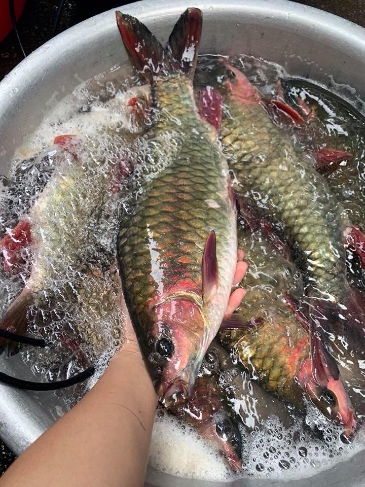 Cá bỗng. Ảnh: Dân Việt