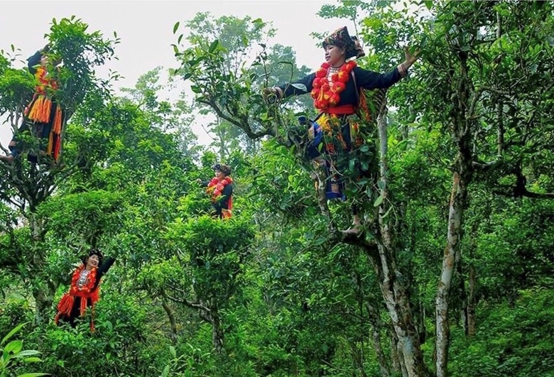 Phụ nữ người Dao hái chè.