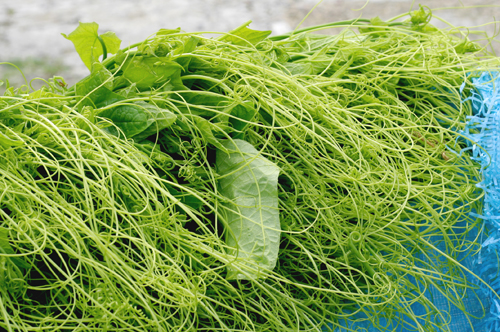 Ngọn su su Tam Đảo đặc sản Vĩnh Phúc