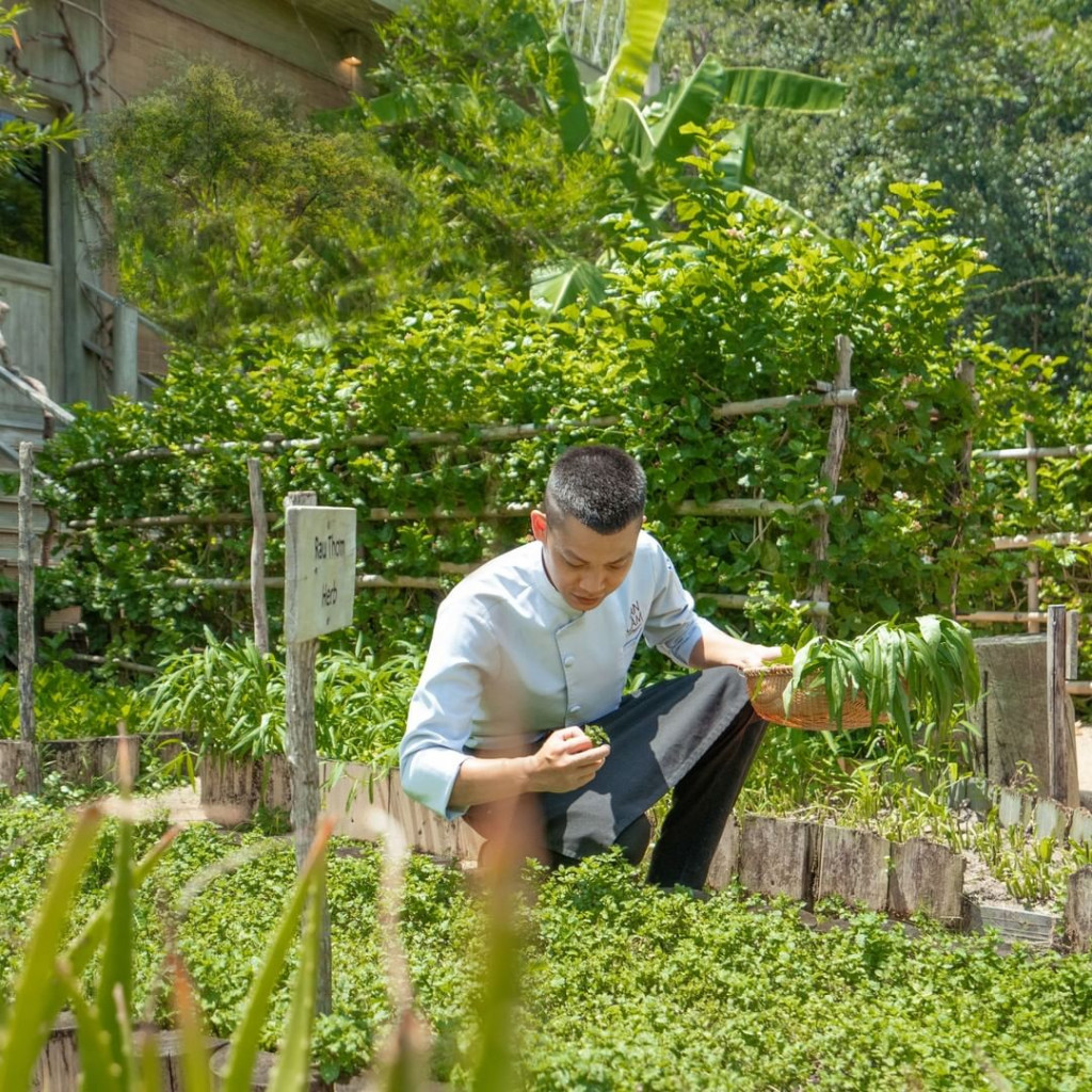 Vườn rau sạch trong khu nghỉ dưỡng. Ảnh: @anlamretreats_ninhvanbay