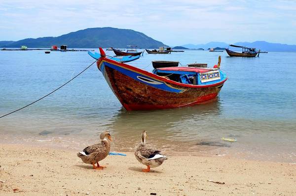 Khung cảnh chăn nuôi thanh bình của người dân đảo Điệp Sơn