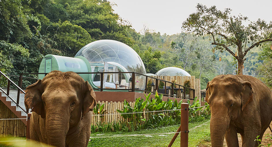 Những chú voi được nuôi tại khu nghỉ dưỡng Anantara Golden Triangle (Chiang Rai, Thái Lan). Ảnh: Anantara Golden Triangle Elephant Camp & Resort.