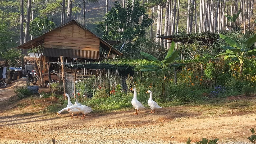 Vườn rau Andante Farm Lodge homestay Đà Lạt