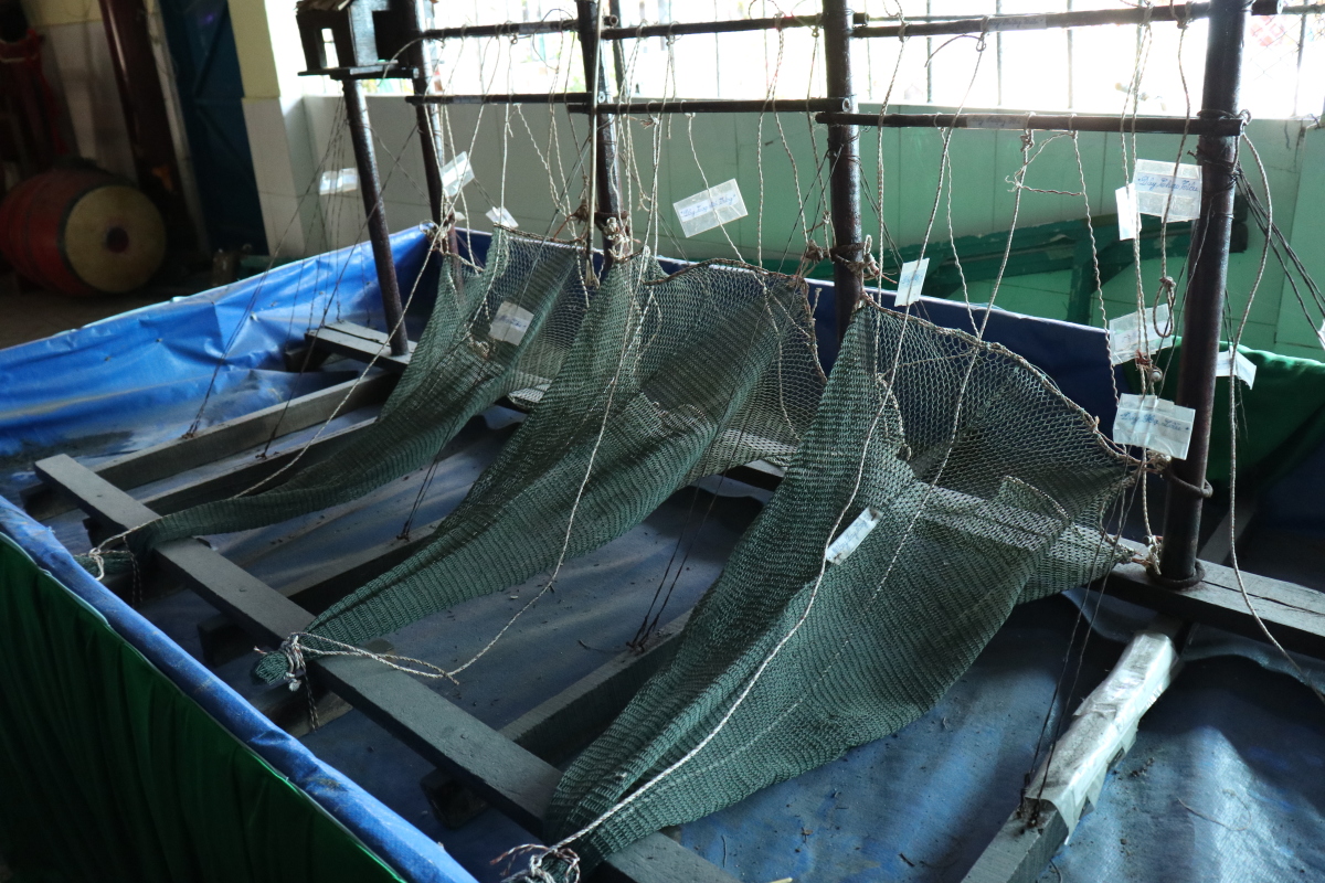 Lưới chài đánh bắt cá
