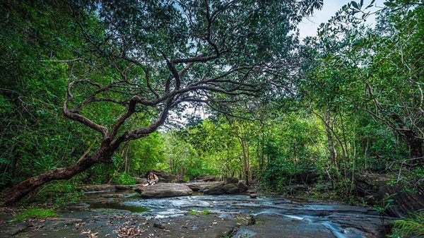 Để đến được đây, bạn có thể chạy theo hướng ấp suối Đá, thuộc xã Dương Tơ, chừng 5 km gặp ngã ba thì rẽ trái vào đoạn đường đất. Bạn chạy thêm đoạn đường khoảng 2 km là tới. Sau khi gửi xe, bạn men theo con đường mòn thêm khoảng 10 phút là đến suối. Con đường sẽ khiến bạn thích thú bởi hoa sim rừng mọc kín hai bên. Ảnh: Alb Pictures.
