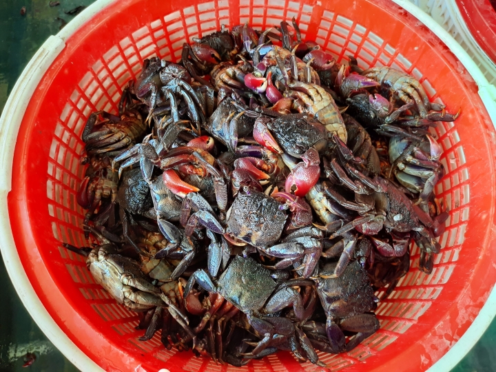 Ba khía miền Tây tươi sống