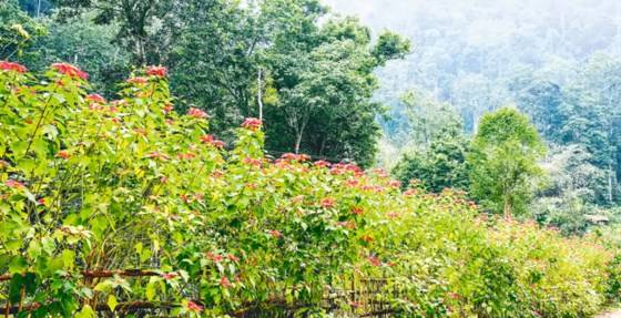 Thỉnh thoảng lại có những khóm trạng nguyên đỏ đua nở tại Vườn Quốc Gia Ba Vì