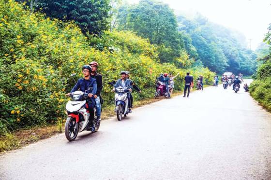 Cung đường vào VQG Ba Vì ngập tràn sắc hoa dã quỳ.