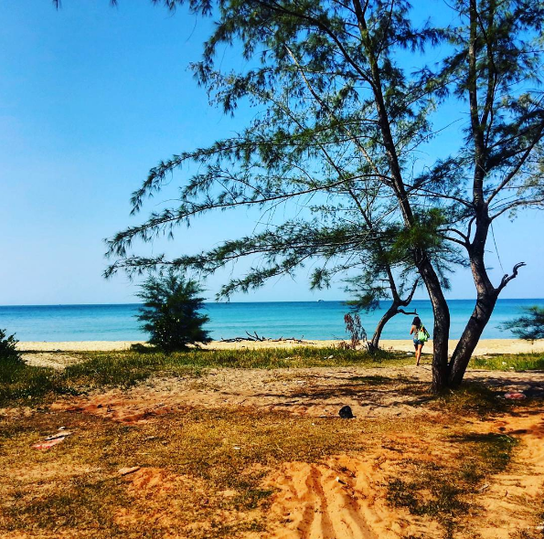 Thực vật hoang sơ quanh bãi biển Vũng Bầu