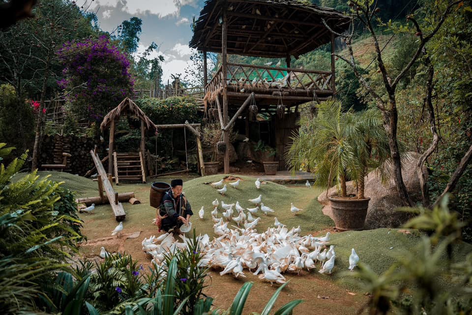 Ảnh: Fb Bản Cát Cát - Cat Cat Village