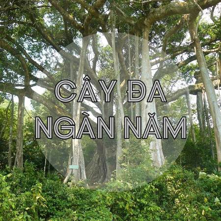 Cây đa ngàn năm tại tiểu khu 63 bán đảo Sơn Trà