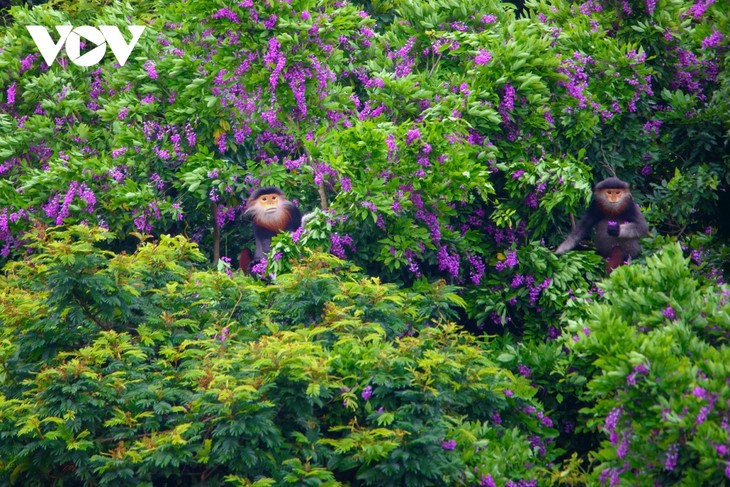 bán đảo Sơn Trà