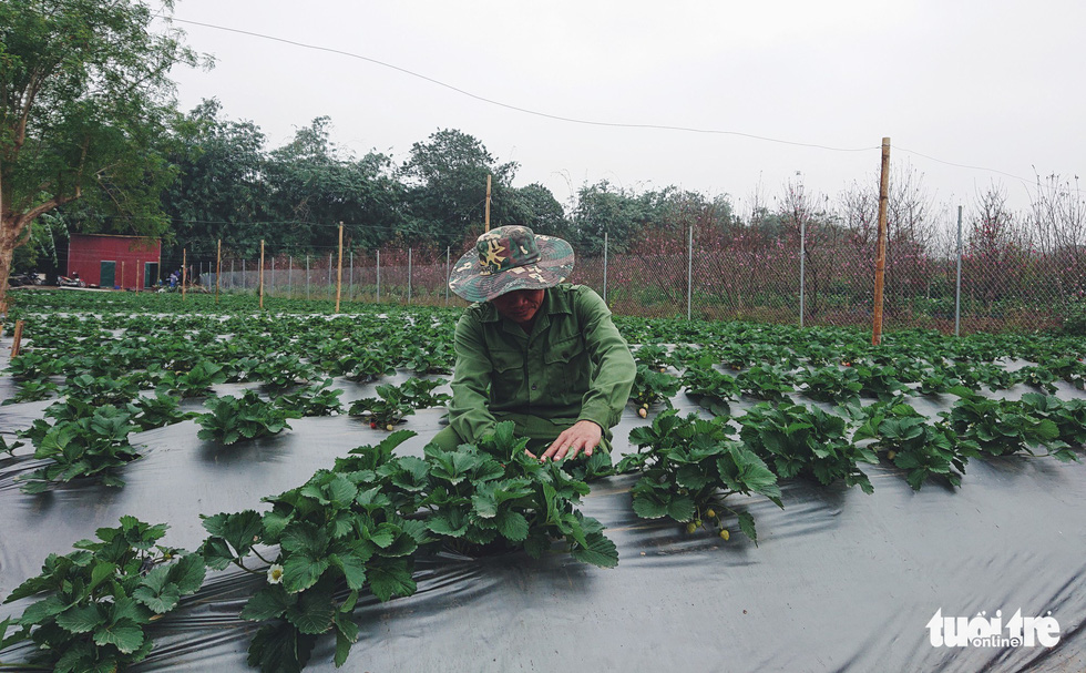 Chú Vũ Văn Lực, kỹ thuật viên chăm sóc dâu tây, thường xuyên ra vườn kiểm tra sức khỏe cho dâu - Ảnh: NGUYỄN HIỀN