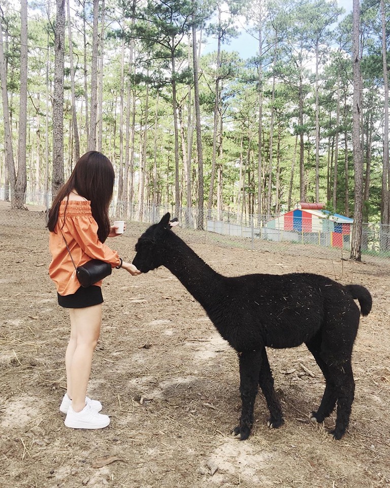 Bảng giá Đà Lạt Vườn thú Zoodoo