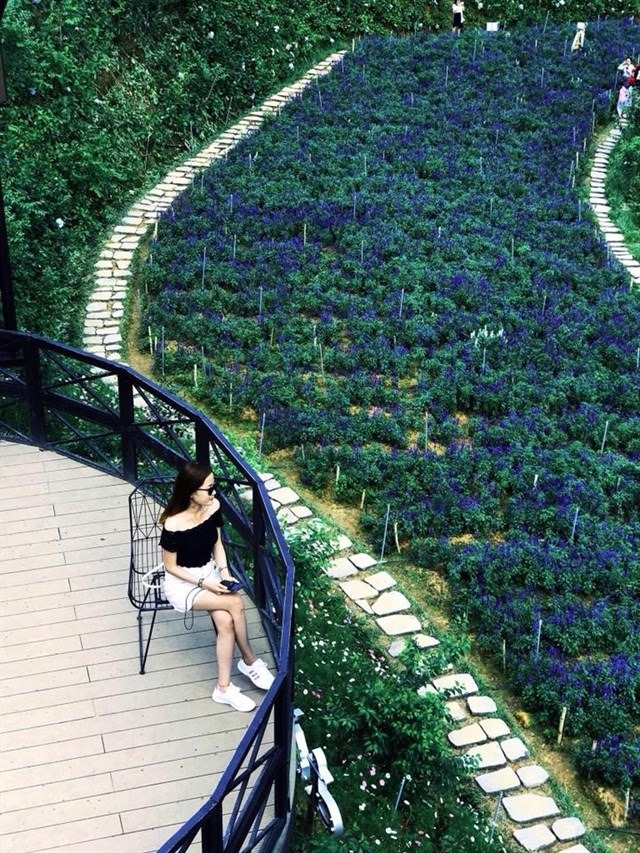 Bảng giá Đà Lạt tại cánh đồng hoa Mimosa