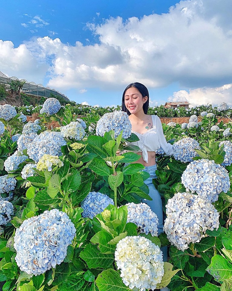 Bảng giá Đà Lạt vườn cẩm tú cầu