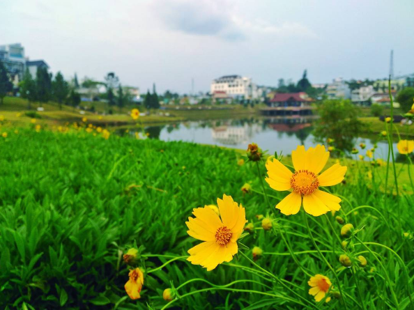 Cảnh sương mù bao phủ khi du lịch Bảo Lộc