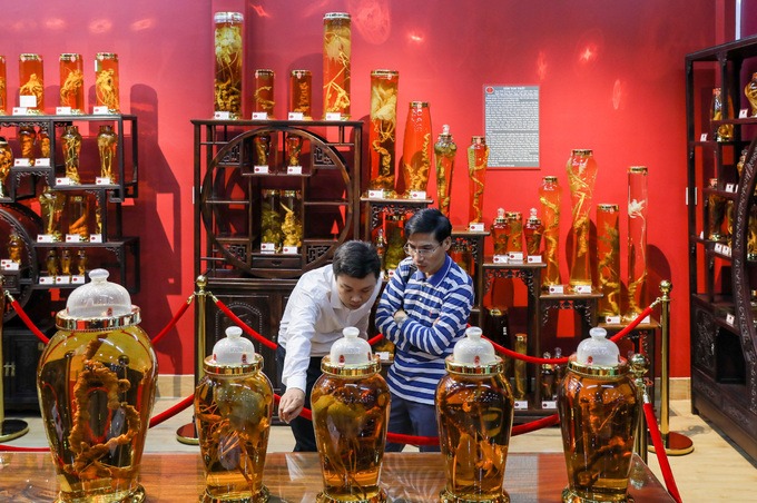 Củ tam thất và các loại củ mang tên sâm tại bảo tàng