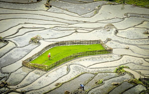 Mạ đã chuẩn bị xong chuẩn bị cho một vụ cấy