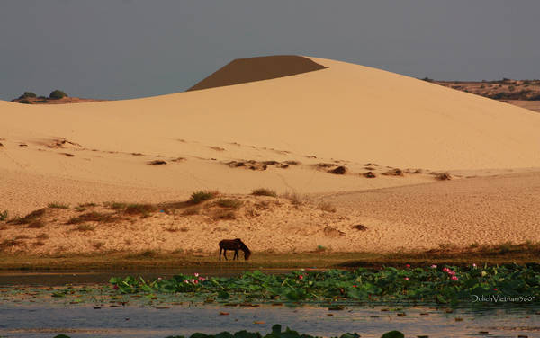 Cách Phan Thiết khoảng 65 km về hướng đông bắc, Bàu Trắng thuộc địa phận thôn Hồng Lâm, xã Hòa Thắng, huyện Bắc Bình